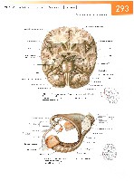 Sobotta Atlas of Human Anatomy  Head,Neck,Upper Limb Volume1 2006, page 300